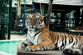 Tiger Kingdom - Chiang Mai